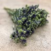 ERYNGIUM MAGICAL PURPUR STAR 70 CM